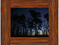 dark trees picture